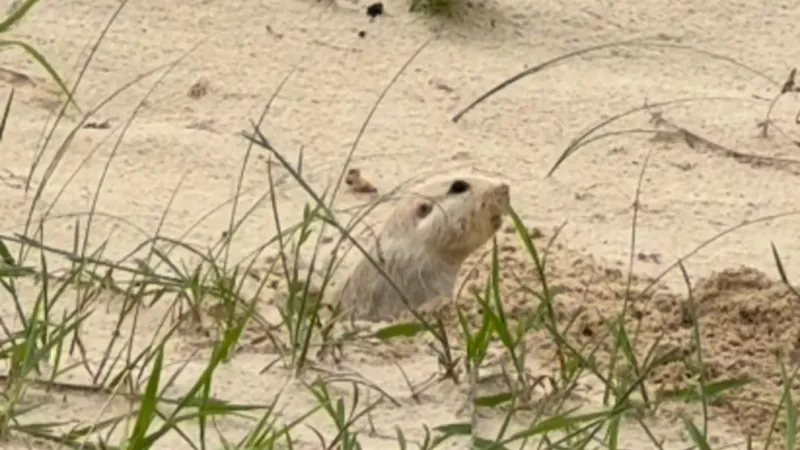 Tuco-tuco-das-dunas reaparece no litoral gaúcho e acende alerta sobre preservação ambiental