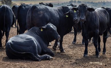 Rebanho bovino nacional teve aumento de 3,1% em 2021