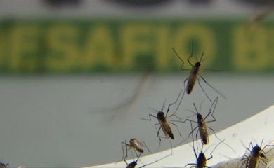 Cambridge reforça eficácia de mosquitos modificados contra doenças