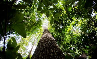 Programa vai formar empreendedores que apoiem a Floresta Amazônica