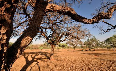 Agricultoras de comunidades tradicionais se unem em defesa do Cerrado