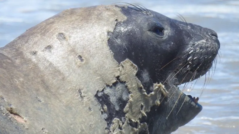 Banhistas devem manter distância de elefante-marinho que chegou à praia de Maceió