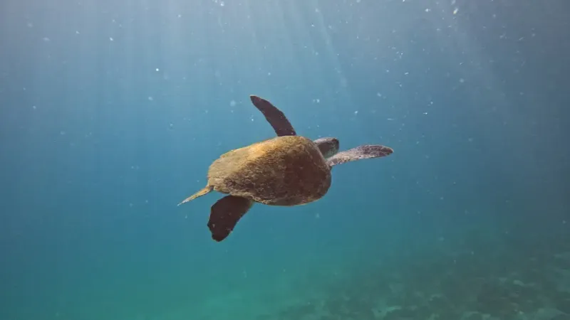 Pesquisa quer descobrir de onde vêm tartarugas que vivem em Arraial