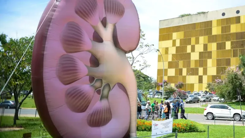 Dia Mundial do Rim: doenças renais são silenciosas e exigem atenção