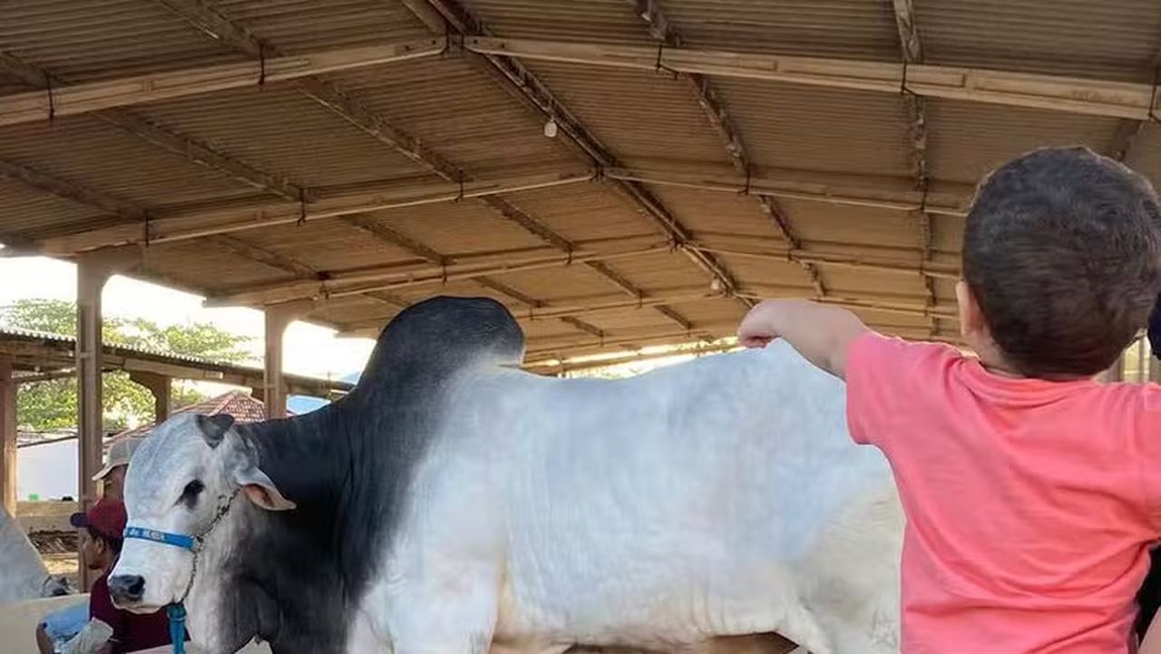 Expoagrinho Alagoas 2024 é opção de lazer para a família