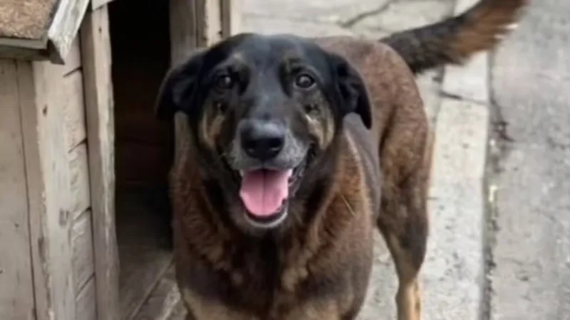 Caso Orelha: polícia descarta ‘desafios’ na internet como motivação do crime