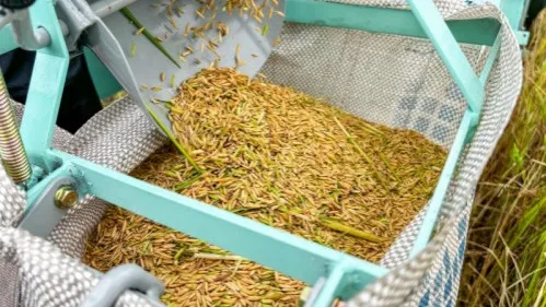 Produção de arroz no Baixo São Francisco alagoano cresce 41% em três anos