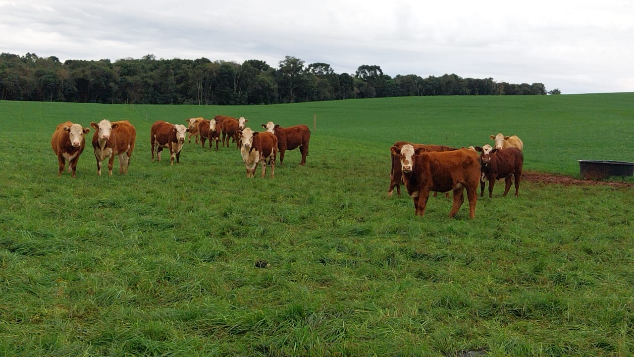 Forrageiras e suplementação são ferramentas importantes para superar desafios da pecuária