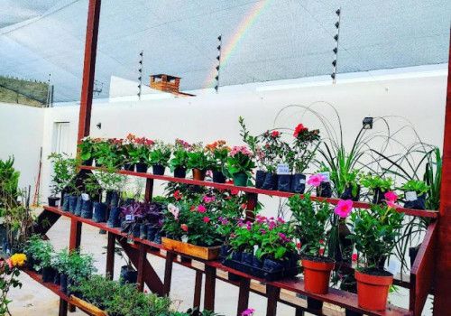 Mercado de floriculturas se aquece em Alagoas com a chegada da primavera