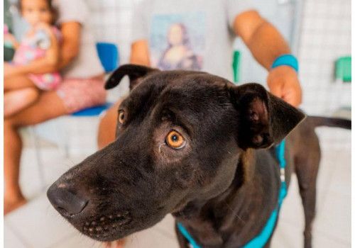Secretaria de Estado da Cidadania ressalta cuidados com cães e gatos em períodos chuvosos