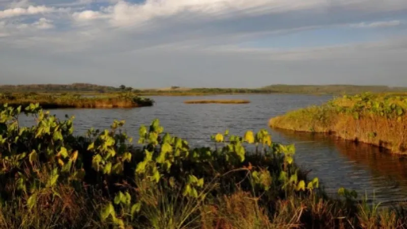 Conheça a APA Marituba do Peixe: área de proteção conhecida como pantanal alagoano