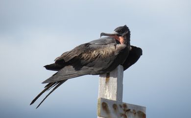 Restauração florestal da Ilha de Trindade busca salvar fragatas raras