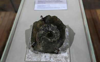 Mostra na UnB exibe fósseis de mais de 90 milhões de anos