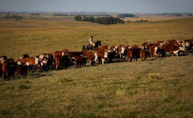 Vacinação contra febre aftosa é prorrogada