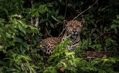 Ativistas cobram justiça para onças mortas e expostas na Internet