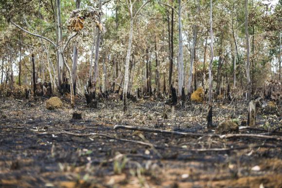 Desmatamento no Cerrado cresce 32% em 2022