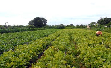 Governo lança Plano Safra para agricultura familiar da Amazônia