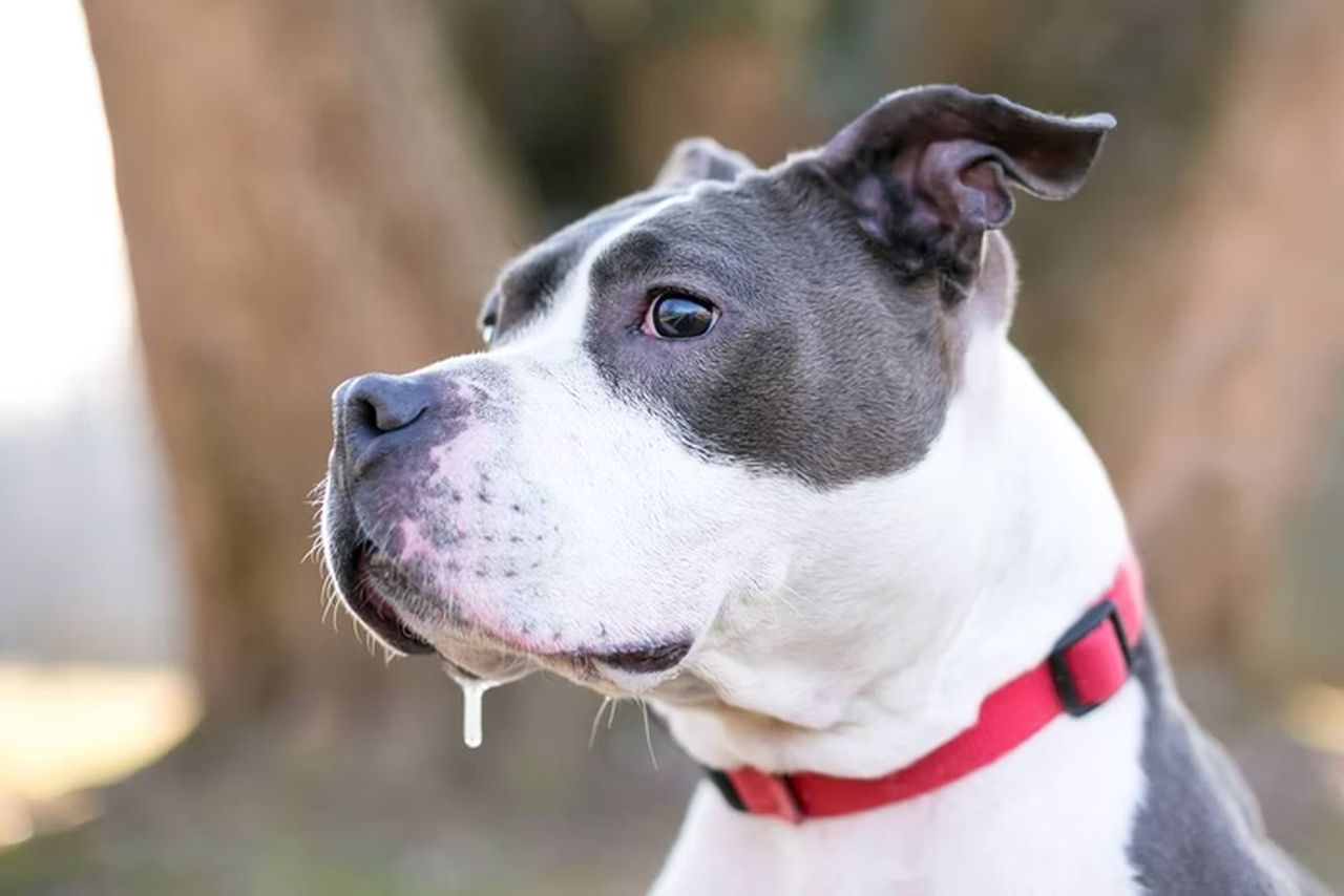 Cuidado! 5 doenças que podem ser transmitidas pela saliva dos cães