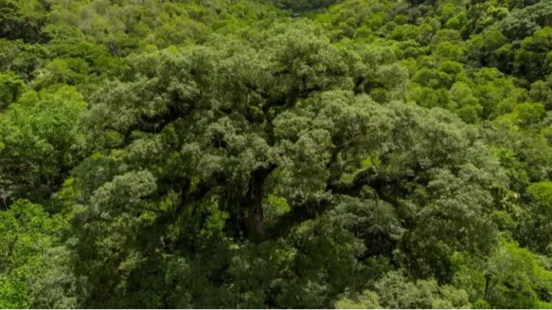 Noruega anuncia US$3 bilhões para Fundo Florestas Tropicais para Sempre