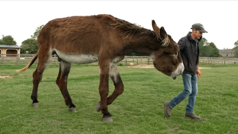 Burros com as maiores orelhas e altura do mundo entram para o Guinness 2026