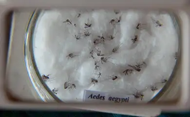 Dia D contra a dengue convoca população a eliminar focos do mosquito