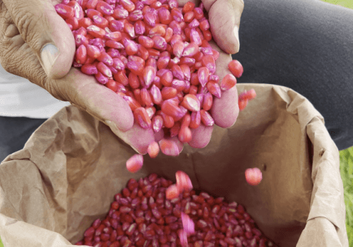 Alagoas Sem Fome: Governo planeja distribuir mais de mil toneladas de sementes para plantio em 2024
