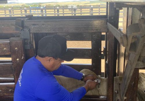 Febre Aftosa: Alagoas atinge cobertura vacinal exigida pelo Mapa