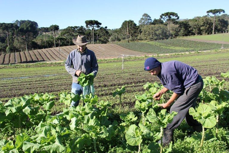 Pronaf investe R$ 621 milhões na agricultura familiar em Alagoas, aumento de 53,13% em relação à safra 2022/2023