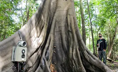 Tecnologias monitoram biodiversidade, árvores e ar da Amazônia