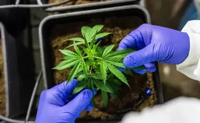 Juiz autoriza farmácia de manipulação a fabricar produtos de cannabis