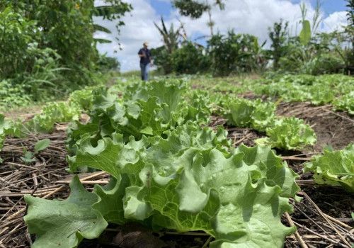 Plano ABC+ Alagoas fomenta a agricultura sustentável no estado
