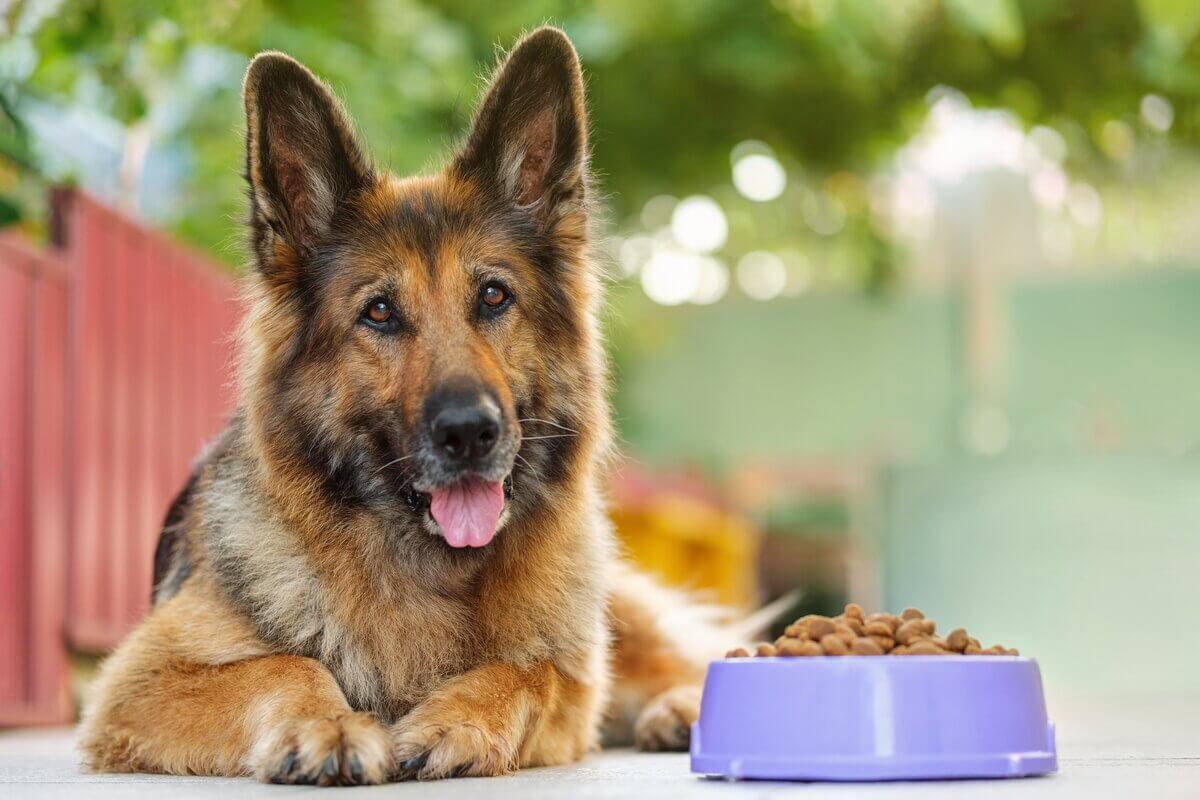 4 características do cachorro da raça pastor alemão