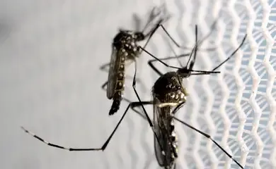 Estratégia de combate ao Aedes com larvicida vira política nacional
