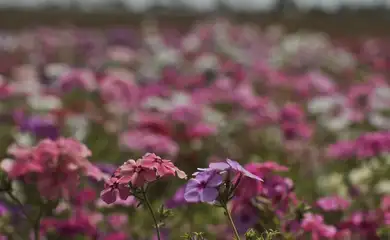 Hoje é Dia: início da primavera e Dia Mundial Sem Carro são destaques