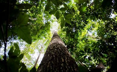 Crise climática pode ser combatida com monetização