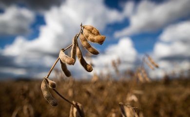 Previsão do Ipea é de estabilidade para setor agropecuário
