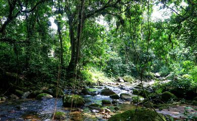 Projetos privados mantêm reservas ecológicas na Mata Atlântica