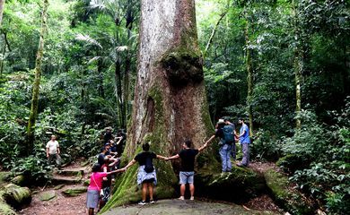 Jequitibá-rosa milenar é destaque em parque