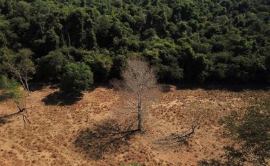 Desmatamento provocou emissão de CO2 na Amazônia