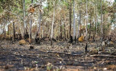 Inpe: desmatamento aumenta no Cerrado e cai na Amazônia