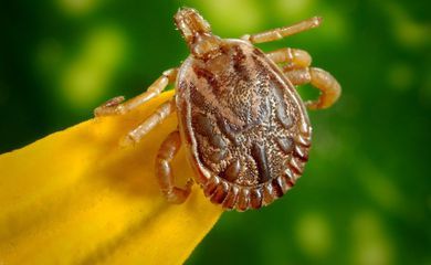 Saiba como evitar contato com o carrapato que causa a febre maculosa