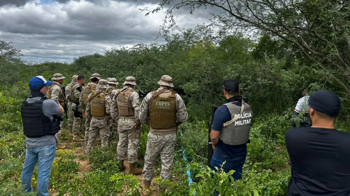 PMAL e PF destroem mais de 2,8 mil pés de maconha em Alagoas e Pernambuco