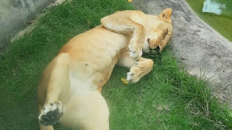 O que se sabe sobre o caso do jovem morto em ataque de leoa após invadir jaula