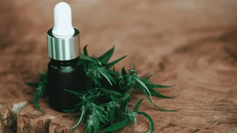 Anvisa aprova novas regras ao uso e produção de cannabis medicinal; veja o que mudou