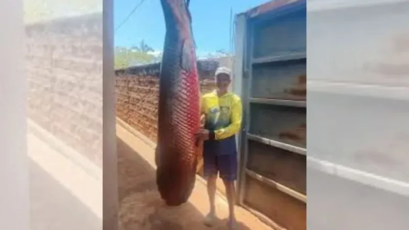Como peixe de 2,5 metros e 160 quilos de espécie invasora foi pescado em SP