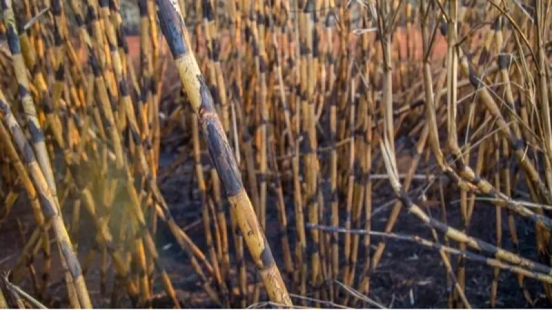 Safra de cana-de-açúcar deve atingir 709 milhões de toneladas e ser a 2ª maior da história