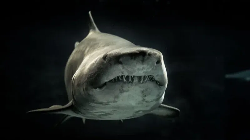 Brasil está em 4º lugar entre países com mais ataques de tubarão desde 1580; confira o ranking