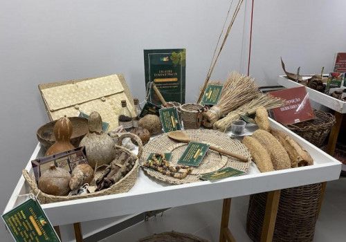 Herbário MAC comemora Dia Internacional dos Museus unindo ciência e visitação pública