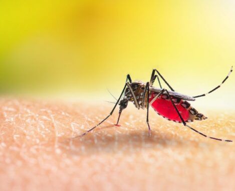 Dengue: Brasil já registra mais de 3 milhões de casos; CNM orienta gestores 