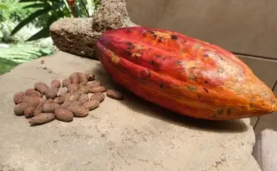 Empresas apostam na bioeconomia como modelo de desenvolvimento